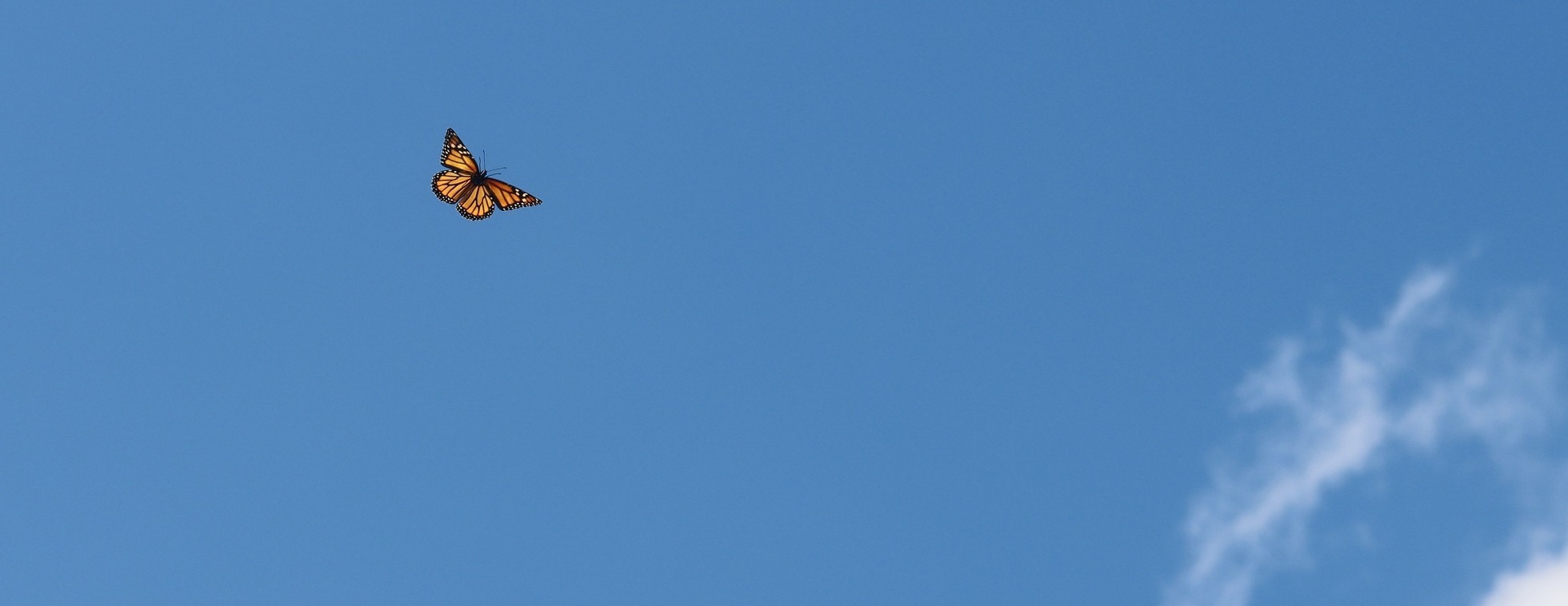 Concordia-IRMC VNA Butterfly Release